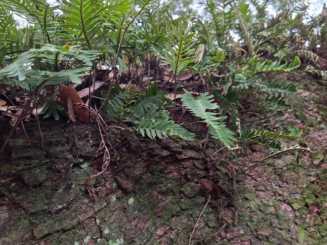 Angel Oak Tree-Johns Island必去景点