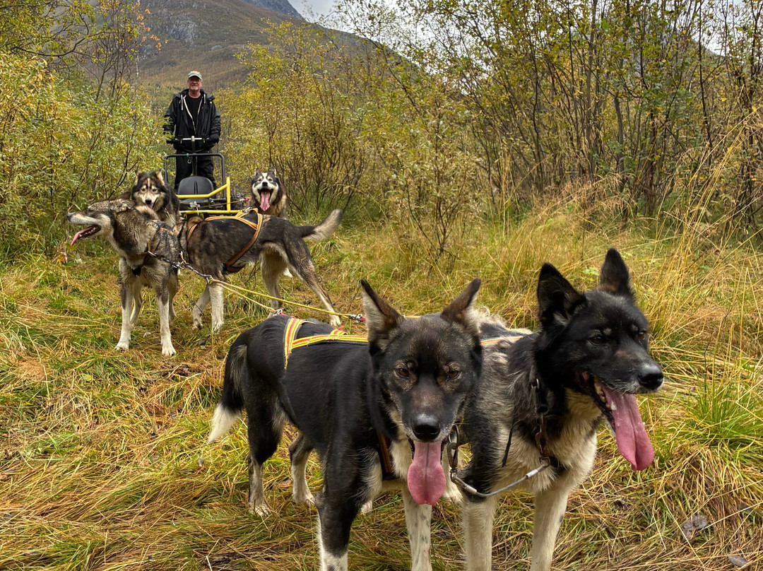 Northern Light Dog Adventure-Nordkjosbotn必去景点
