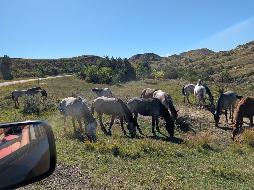 Theodore Roosevelt National Park-Medora必去景点