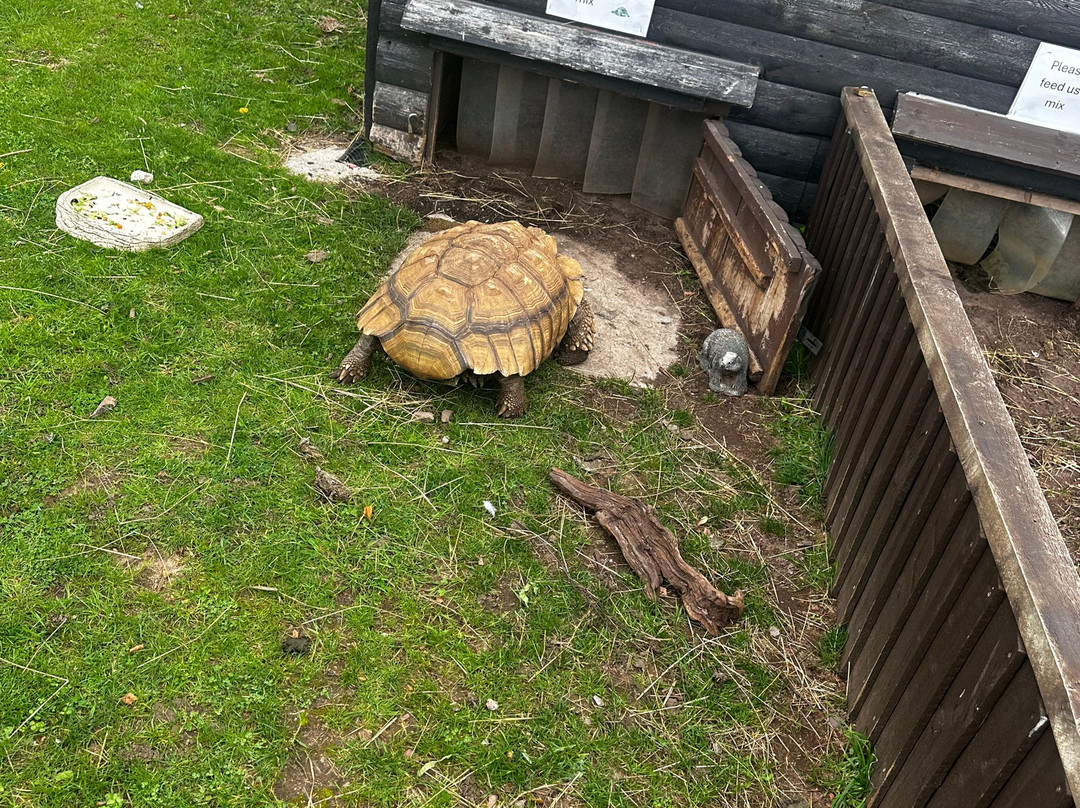 Willow Tree Family Farm-Shirebrook必去景点