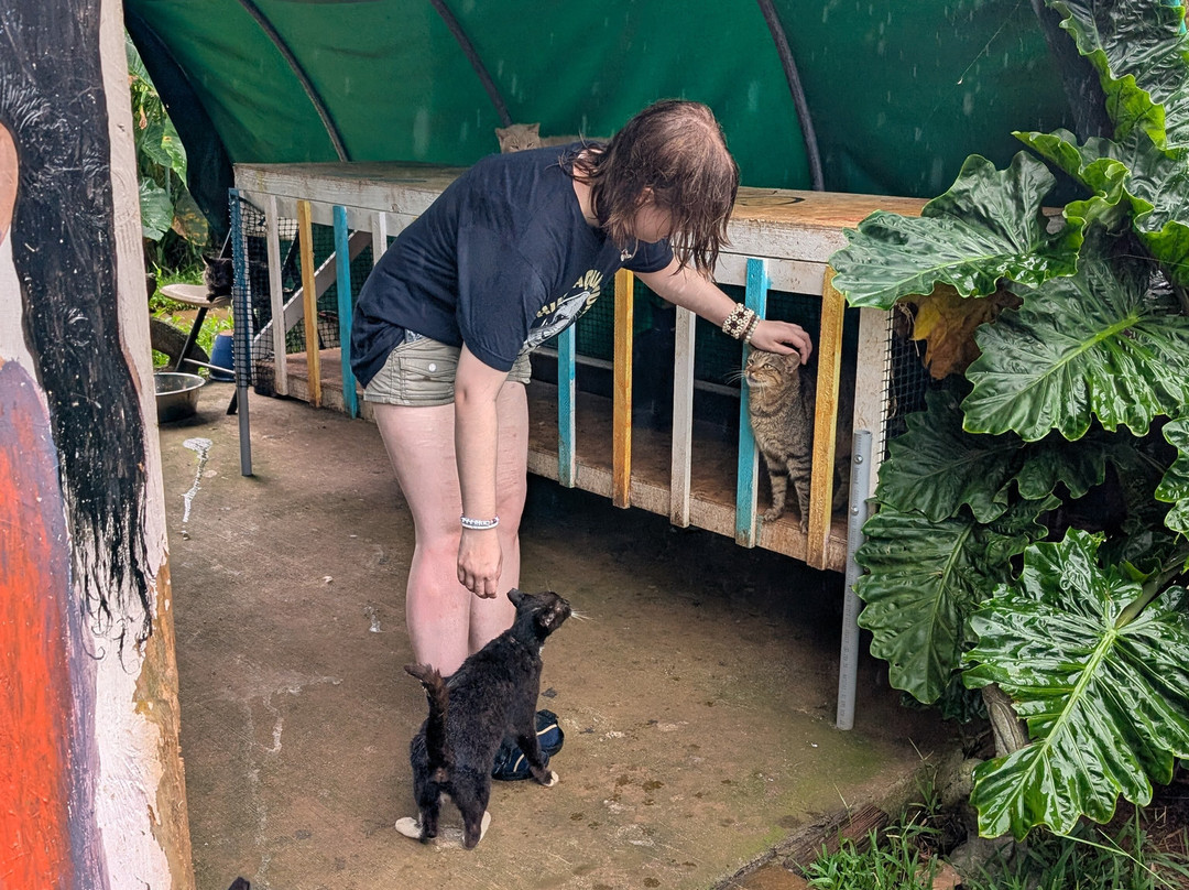 Surf Cat Ranch - Maui Cat Sanctuary-海库必去景点