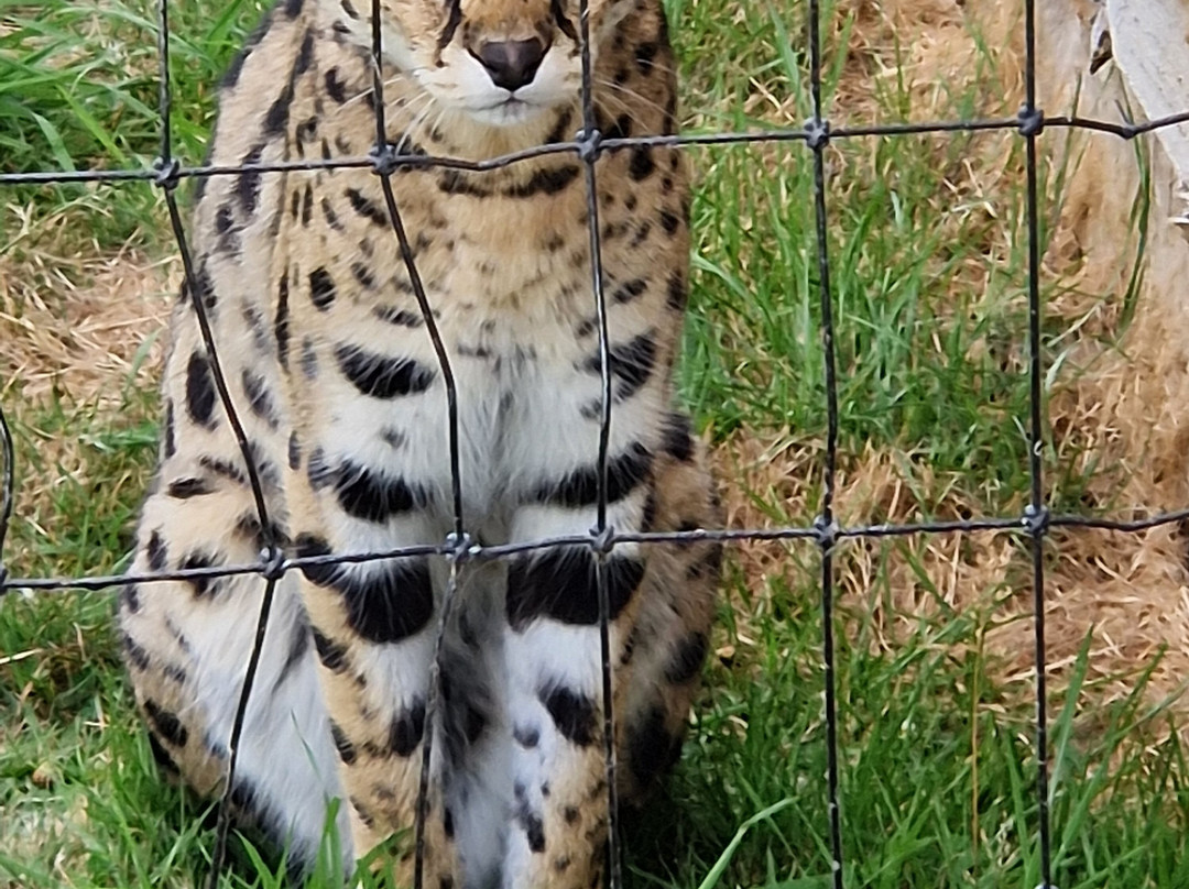 Northumberland Zoo-莫佩思必去景点
