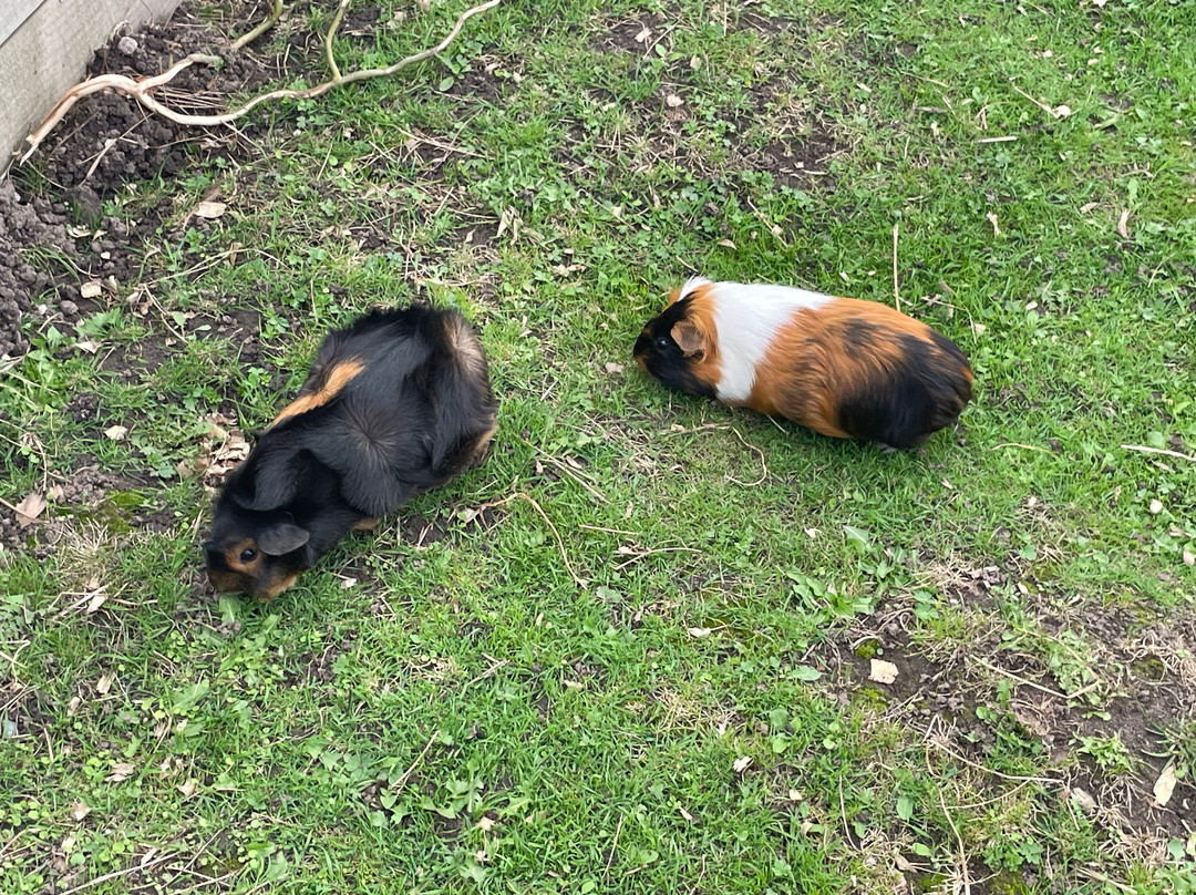 Holmes Chapel Zoo-Holmes Chapel必去景点