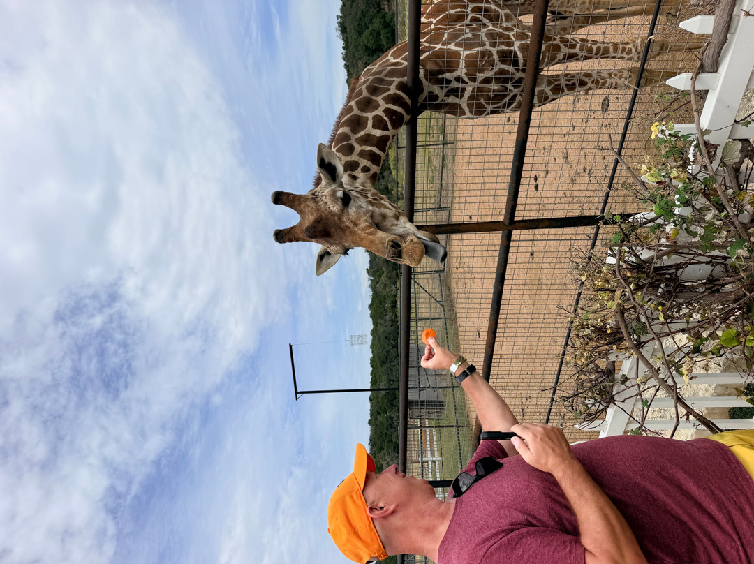 Giraffe Winery at Grapetown Vineyard-弗雷德里克斯堡必去景点