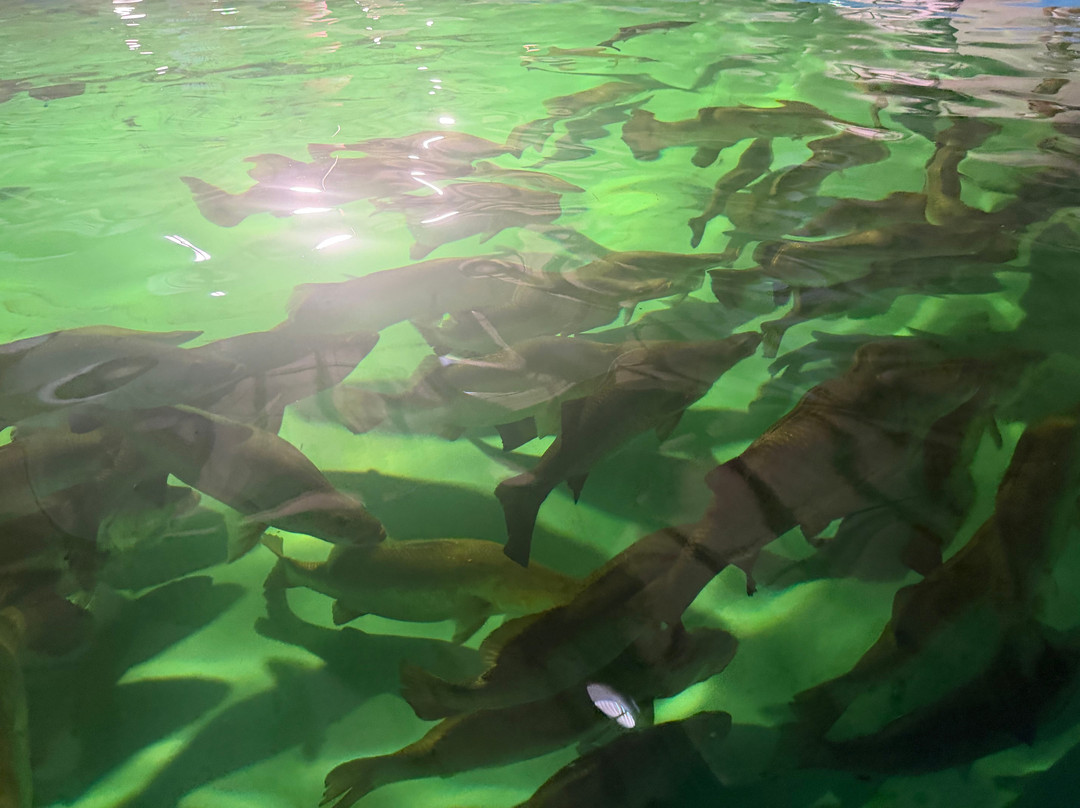 Barramundi Discovery Centre & Hatchery Karumba-Karumba必去景点