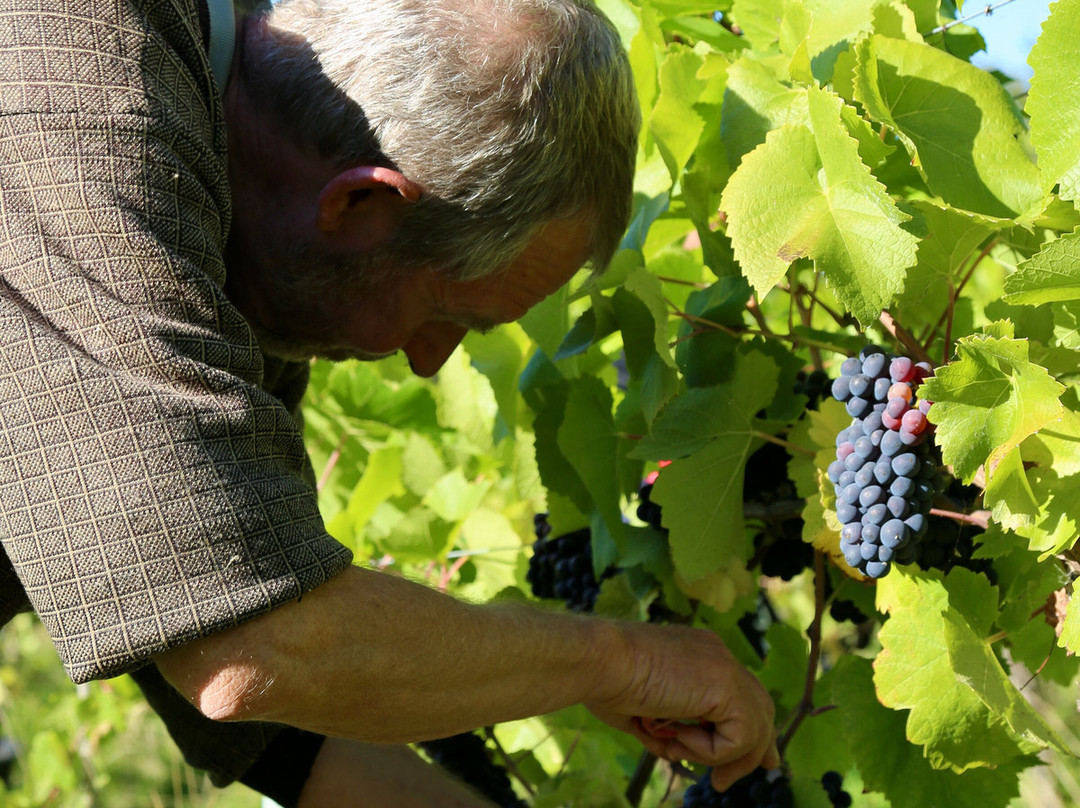 Maud Heath Vineyard-Calne必去景点