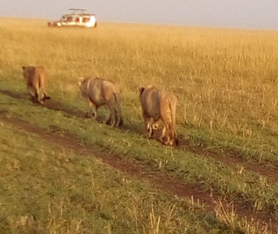 Top Africa Safaris-迪亚尼必去景点