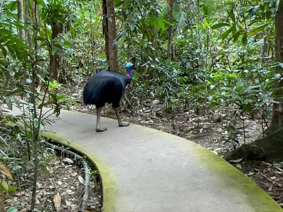FNQ Nature Tours-凯恩斯必去景点