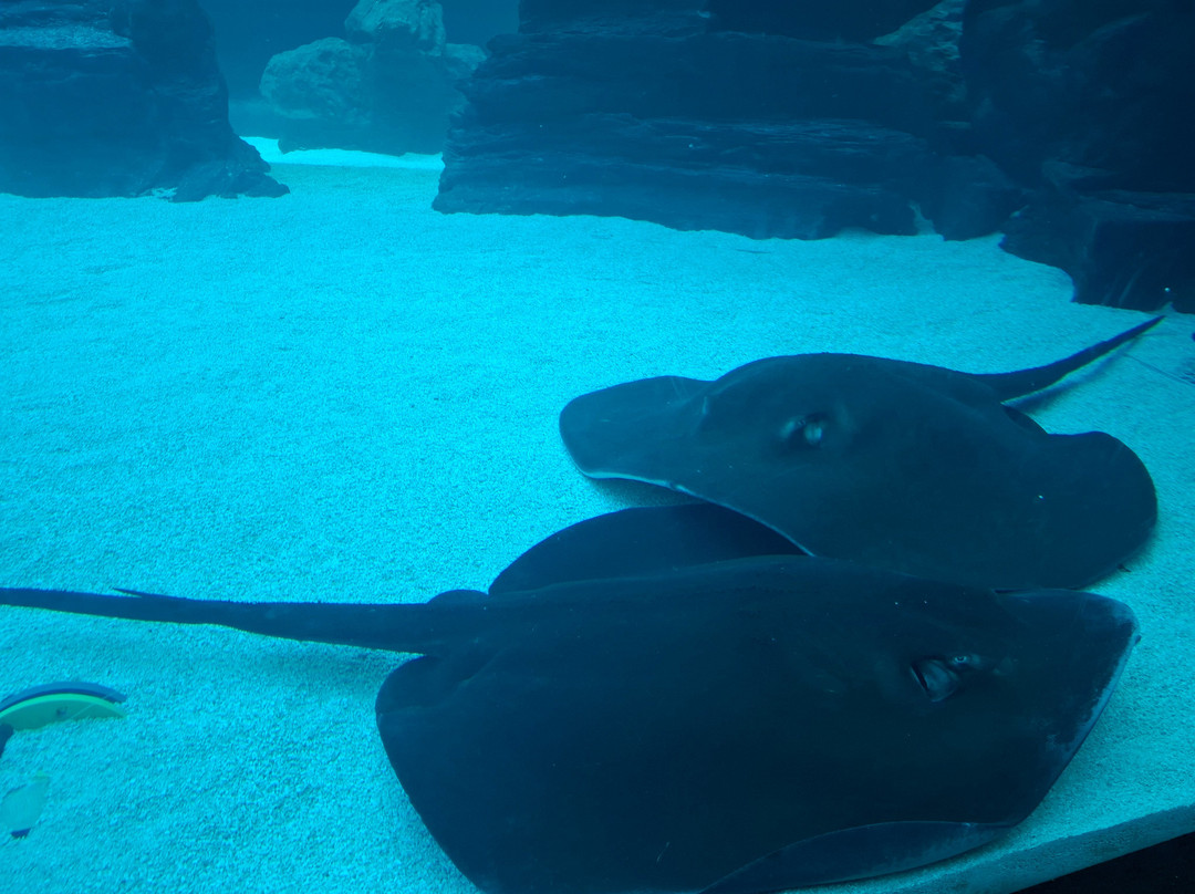 热那亚水族馆-热那亚必去景点