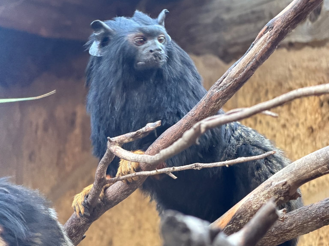 Monkey Park-洛斯克里斯蒂亚诺斯必去景点