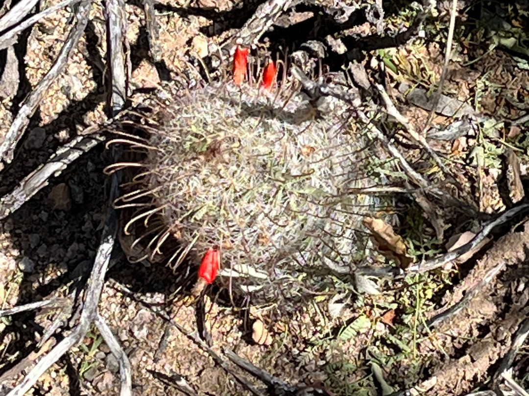 Tucson Mountain Park West-图森必去景点