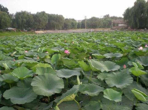 万柳塘公园-沈阳市必去景点