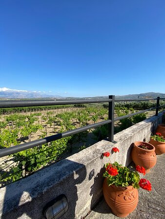 Winery Stilianou景点图片