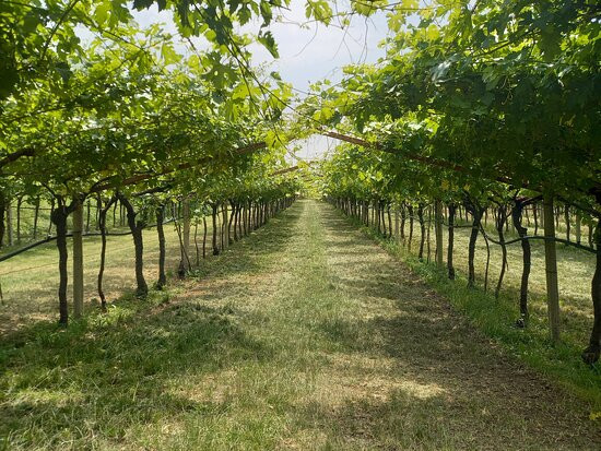 Maso Roveri-Avio必去景点