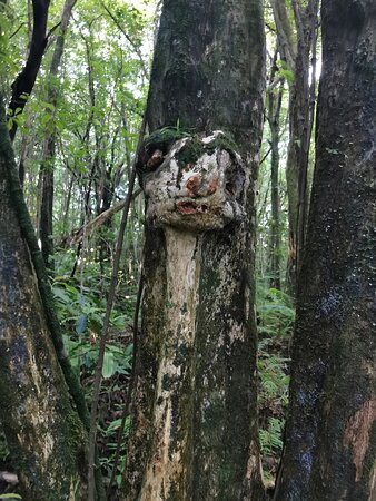 Foret de Mare Longue景点图片