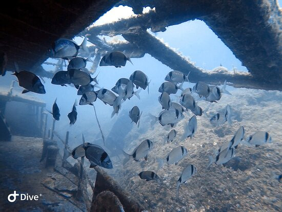 Centro de Buceo Gidive Center Palamós景点图片