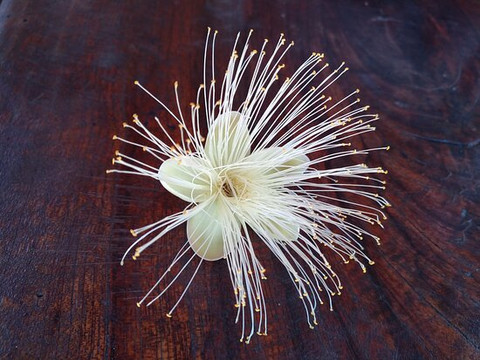 Jalabob Turismo-Palmas必去景点