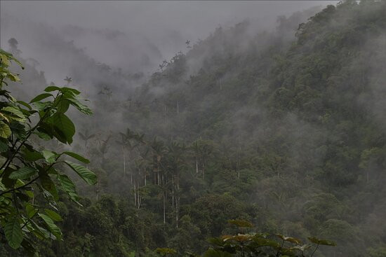 San Jorge de Milpe Eco-Lodge Orchid & Bird Reserve主图