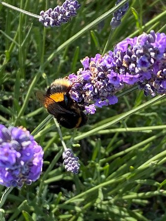 Port Arthur Lavender Farm · Tourist Attraction景点图片