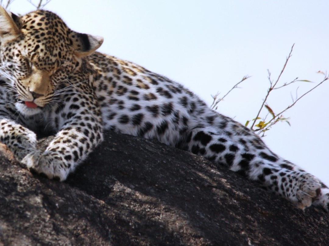 Robbie Williams Safaris-雾观必去景点