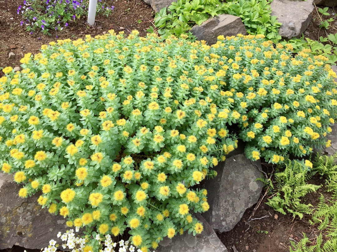 Akureyri Botanical Garden-阿克雷里必去景点