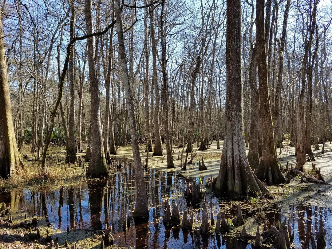 Palmetto Island State Park景点图片