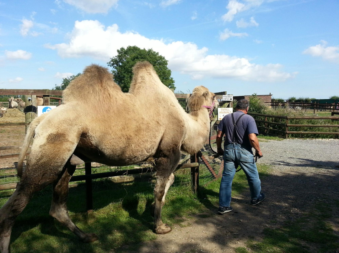 Oasis Camel Park景点图片