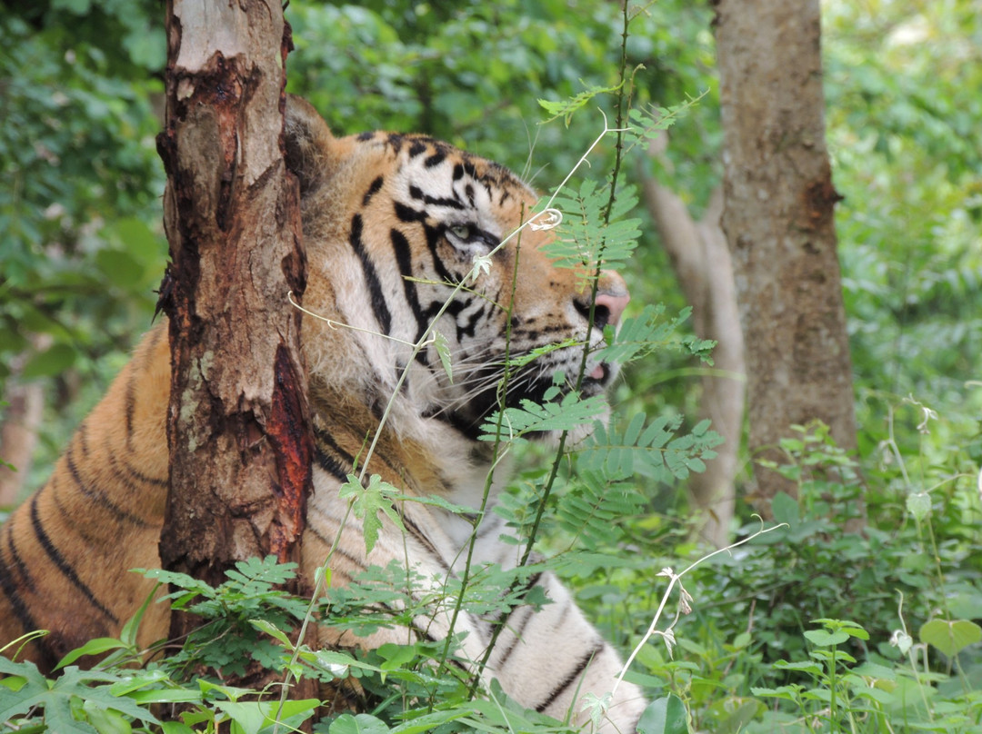 Tiger and Lion Safari, Shimoga景点图片