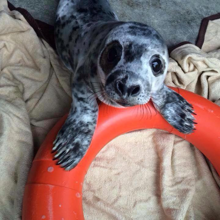 Seal Rescue Ireland景点图片