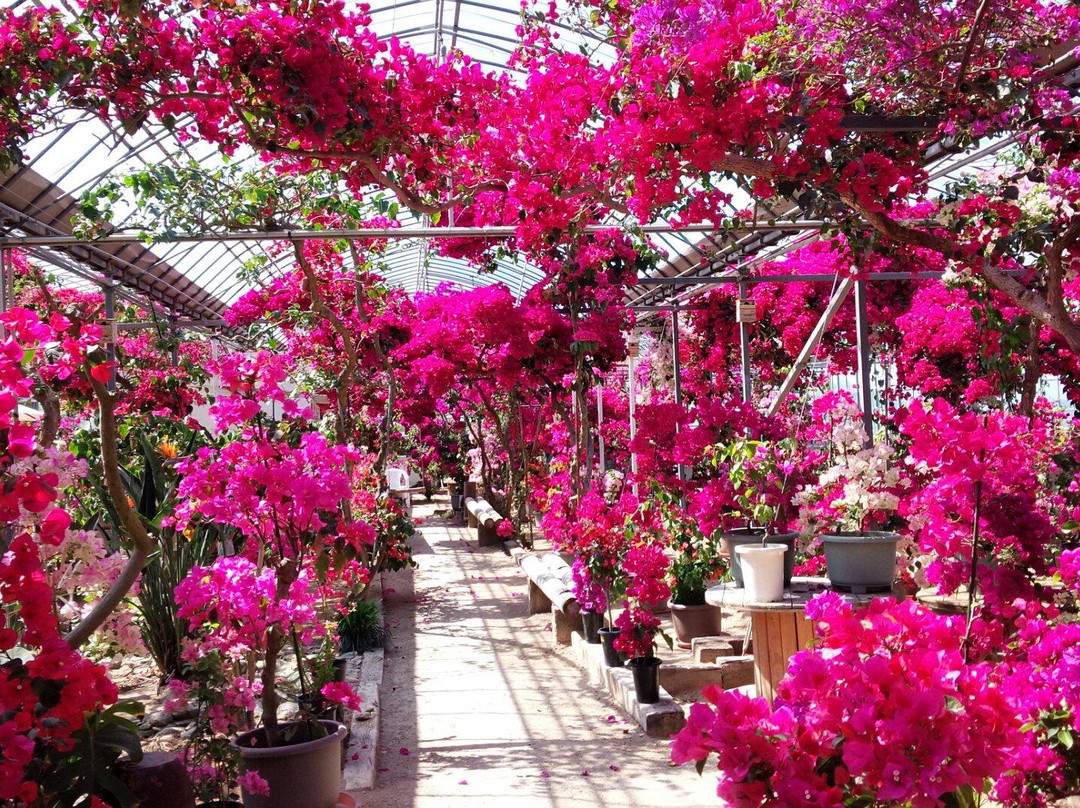 Begonia Garden-唐津市必去景点
