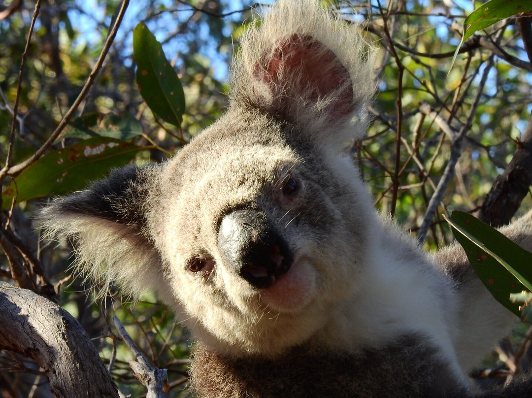 Dandaloo Gardens主图