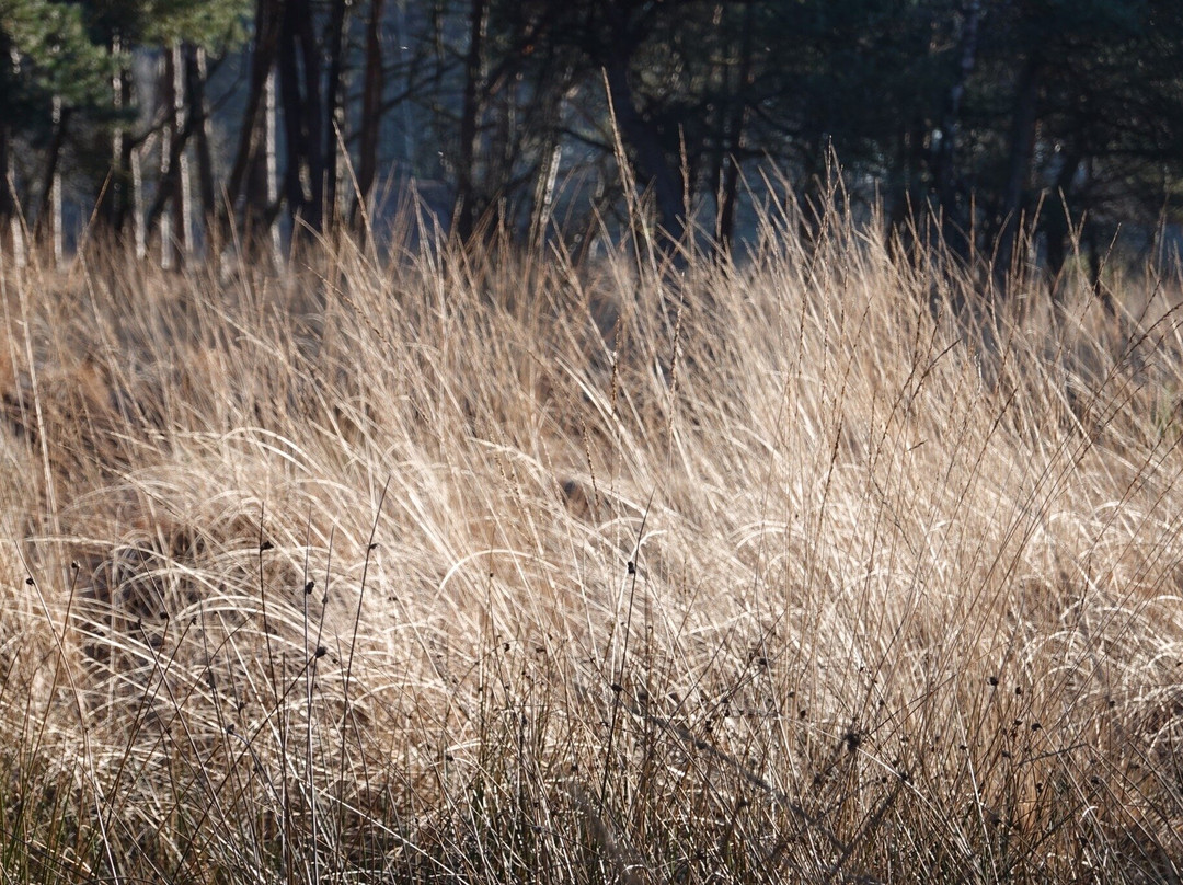 Hatertse En Overasseltse Vennen-Overasselt必去景点