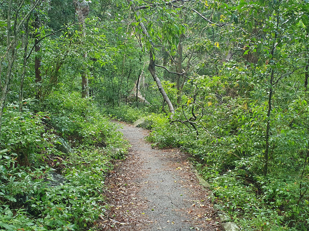 Rainforest Track景点图片