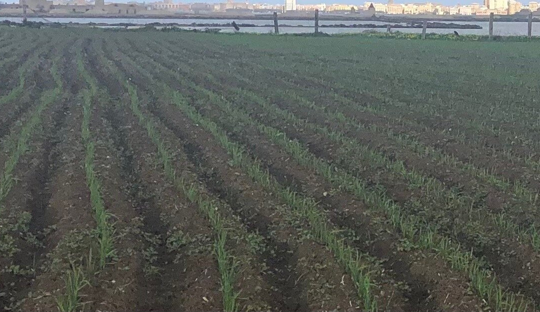 Museo del Sale-Nubia必去景点