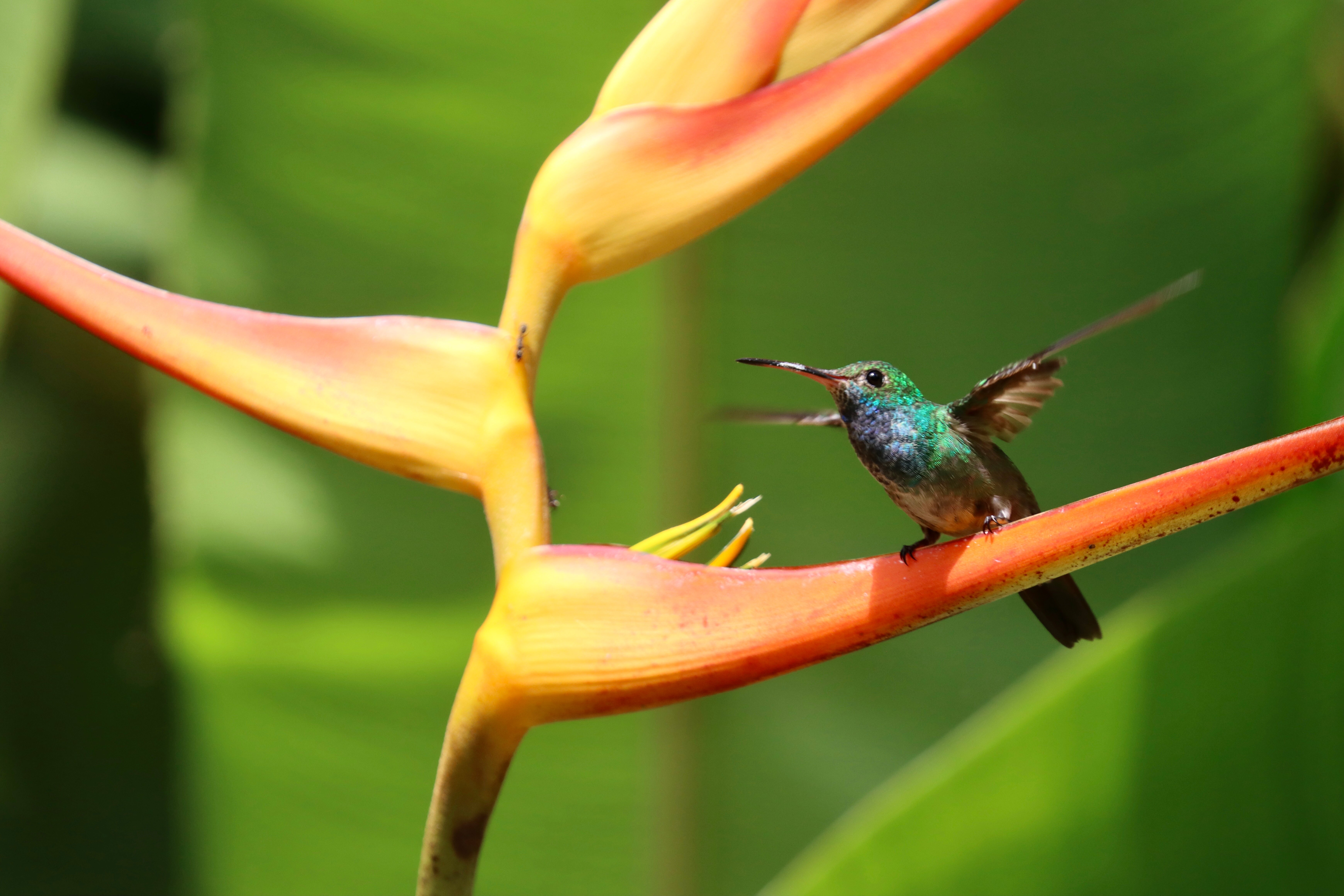Esquinas Rainforest Lodge-酒店景观