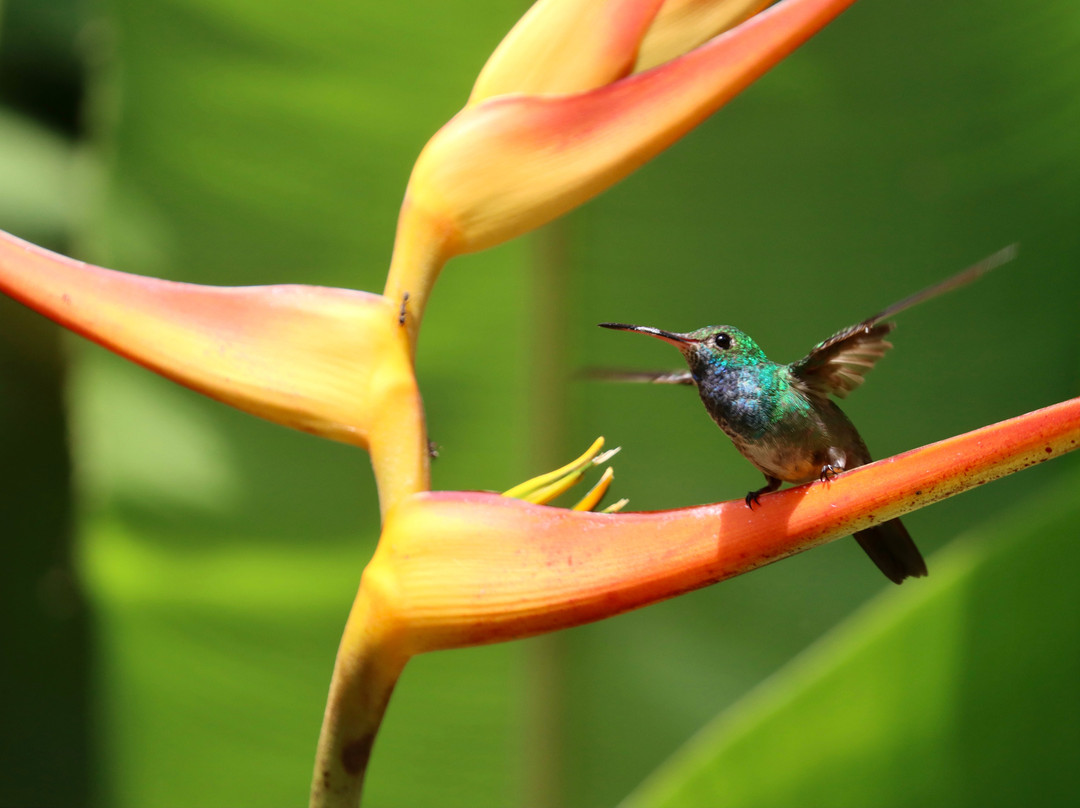 Esquinas Rainforest Lodge主图