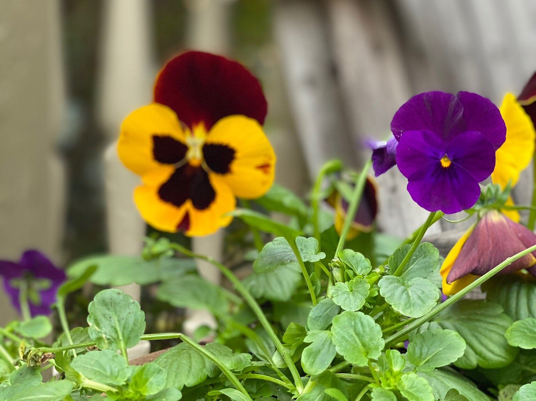 Devereaux Shields House主图