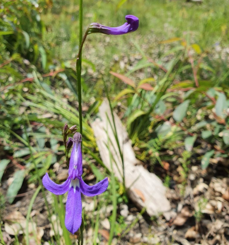 Burragorang Lookout-Camden必去景点