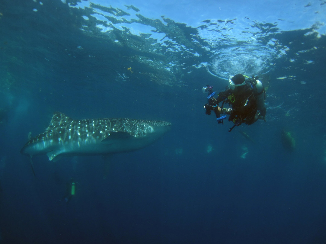 Miguel's Diving Gorontalo景点图片