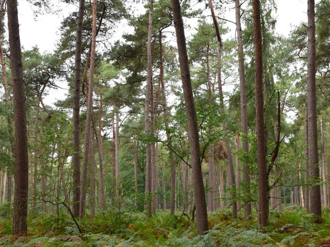 Gasthuisbossen-Zillebeke必去景点