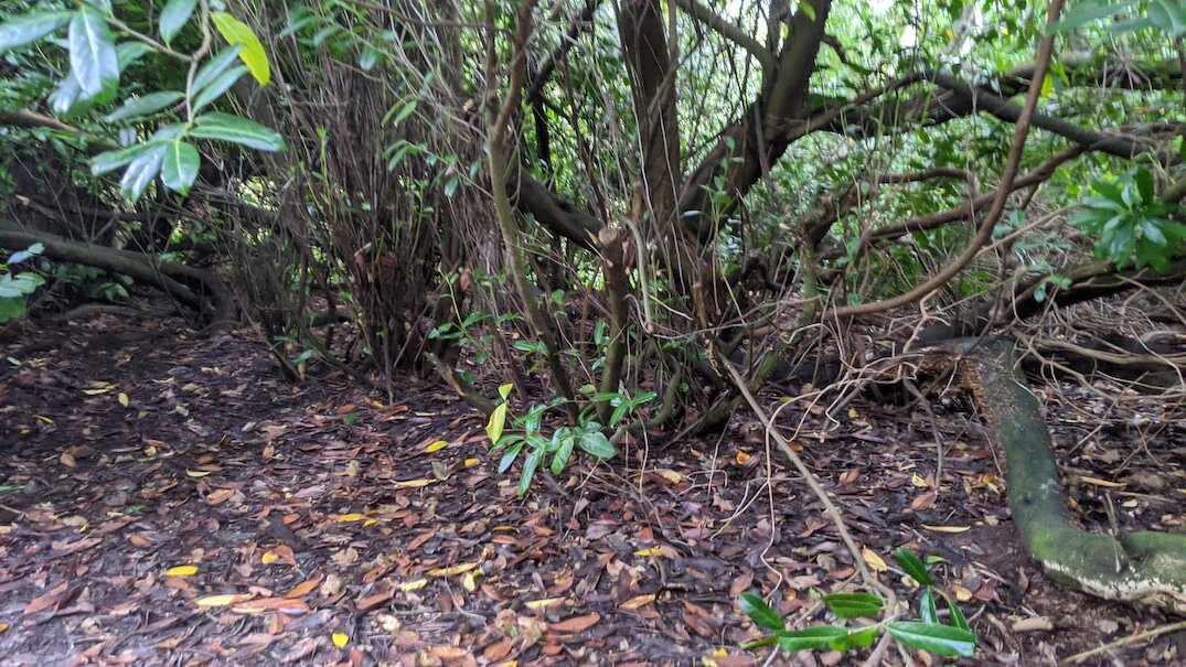 Roslin Glen Country Park-Roslin必去景点