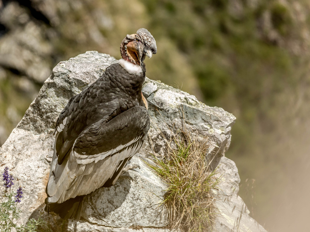 Photo Tours Peru-库斯科必去景点