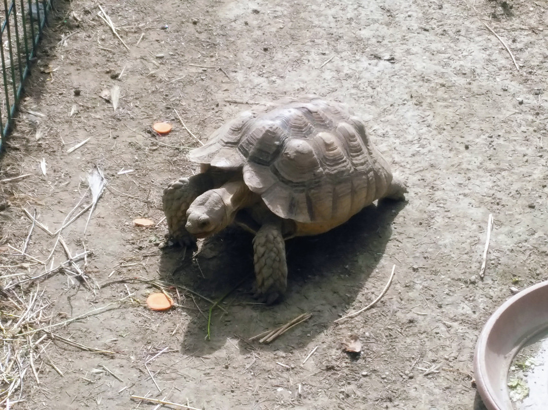 Skopje ZOO景点图片