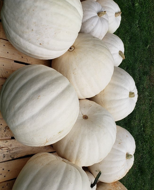 Patterson Fruit Farms-Chesterland必去景点