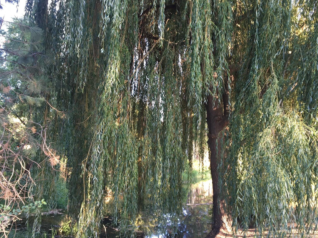 Falls Park景点图片