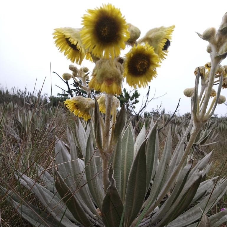 Páramo Verjón-Choachi必去景点