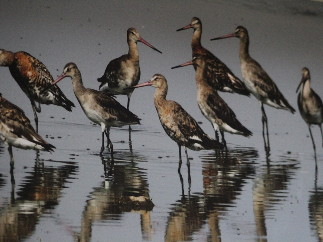 Vogelbeobachtungshütte am Leyhörn-Pilsum必去景点