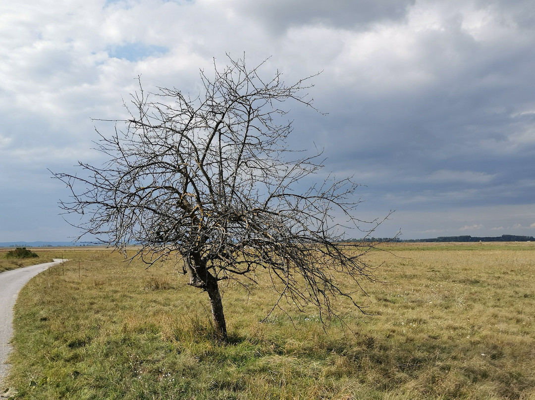Vogelschutzgebiet Lange Lacke-Apetlon必去景点
