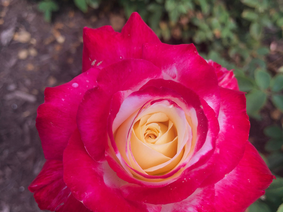 Renziehausen Park Rose Garden景点图片