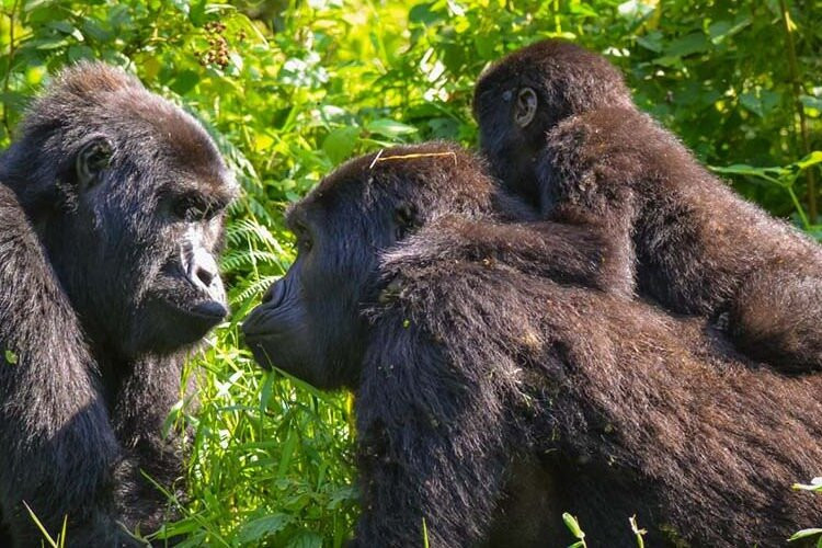 Top Safaris Uganda : Best Gorilla Trekking Tours景点图片
